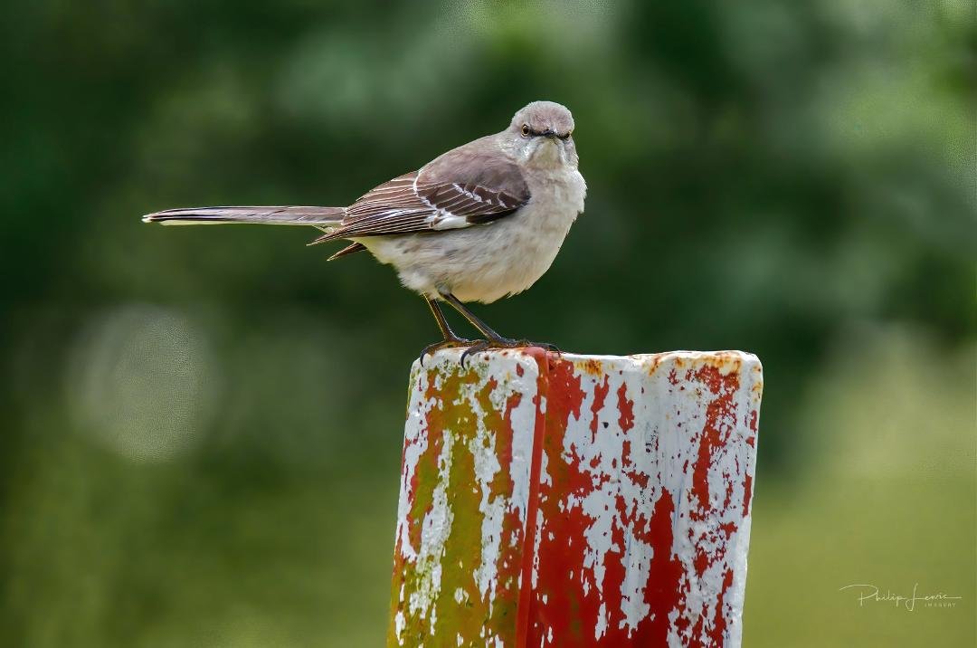 Mockingbird on a post.  I knew they could imitate the songs of other birds.  Didn't know they could imitate a grumpy old man with a Fu Man Chu mustache.