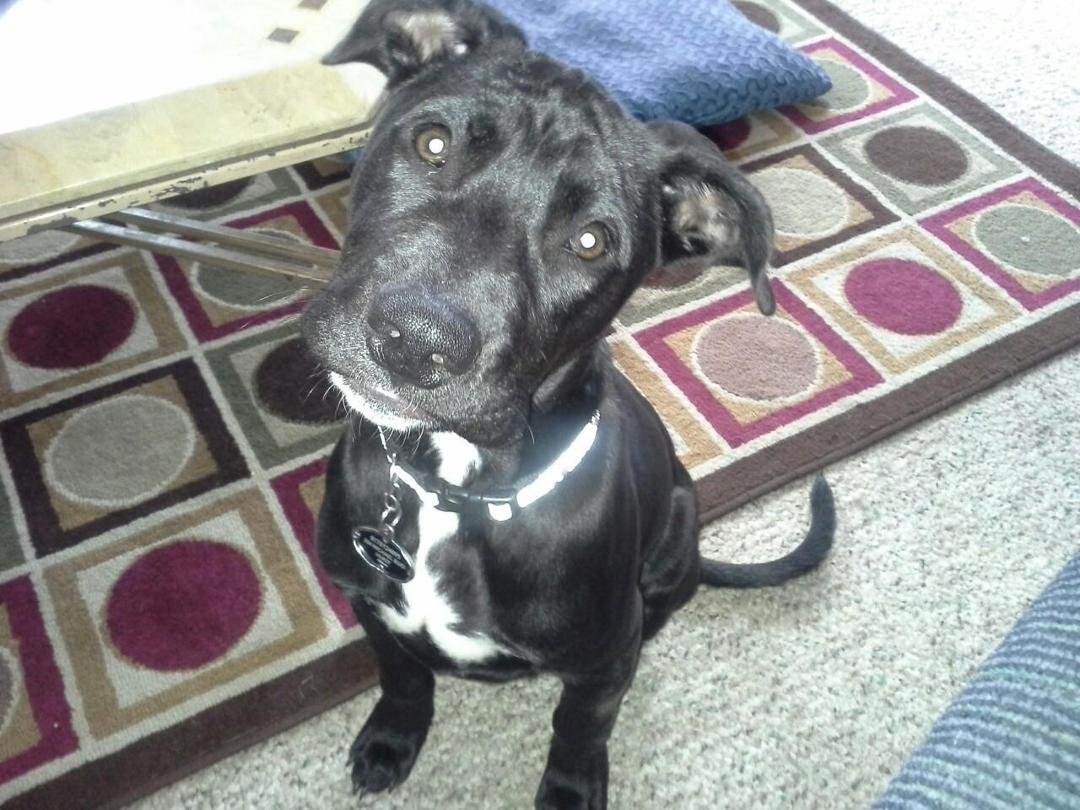 Mr Dexter