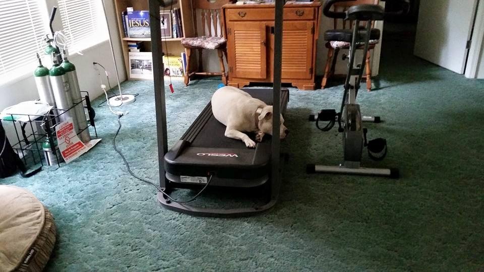 Ever since I taught her to walk on the treadmill she has taken ownership of it. When I use the treadmill I have to make her get off, then when I'm finished she gets on and I set it to 2 miles per hour for her. I let her exe