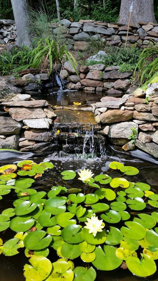Lilies have bloomed on the lily pads!