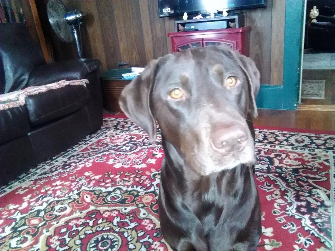 Lily letting me know it's time to go out.