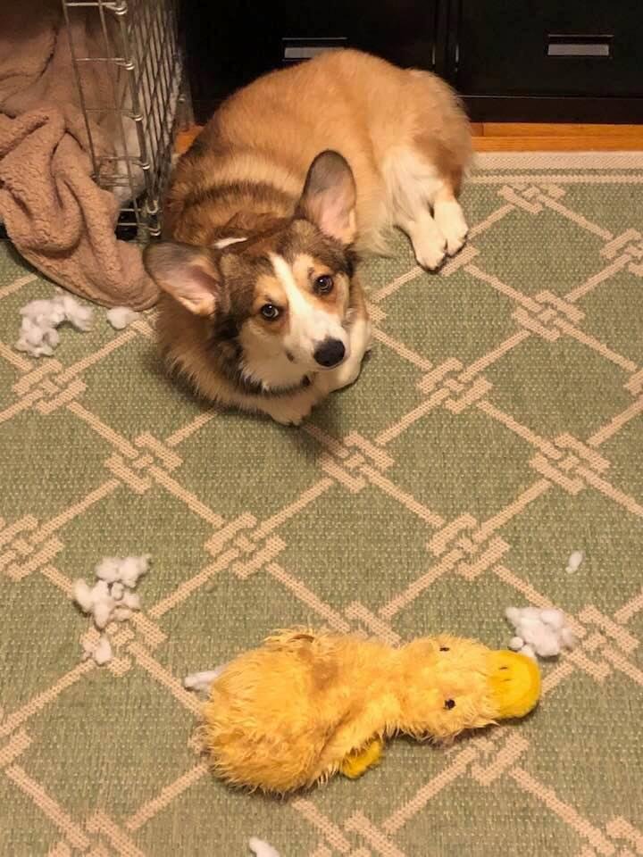 Sir Sam the Duck Slayer