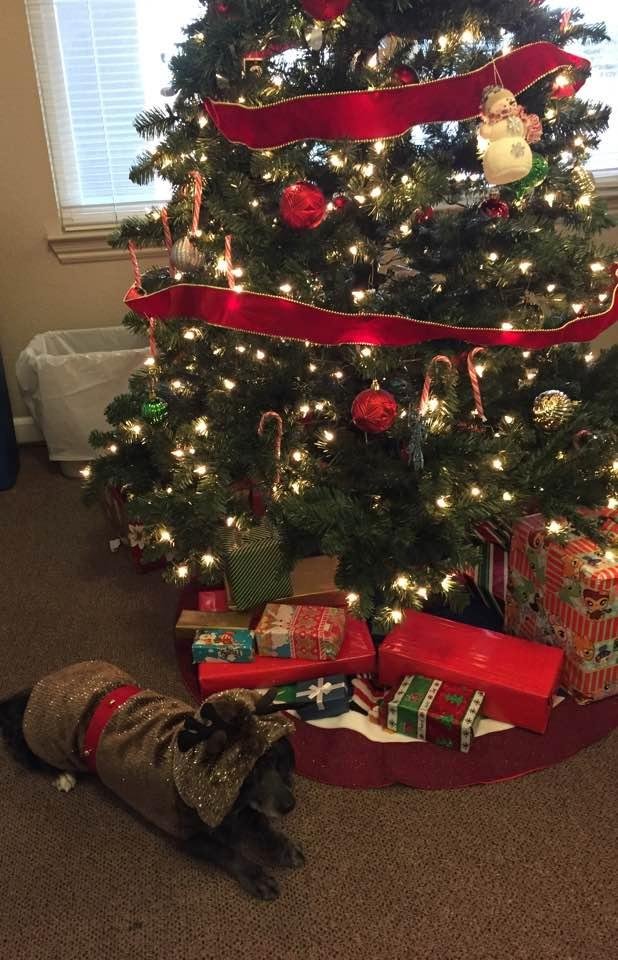 Shirley says, "Arf, arf, arf". (translation: Merry Christmas and Happy New Year to all our friends and loved ones worldwide. May God give you great health and prosperity in the coming year.".)