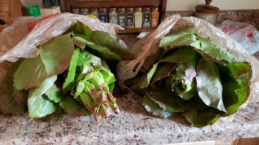 It's been years since I grew decent lettuce.