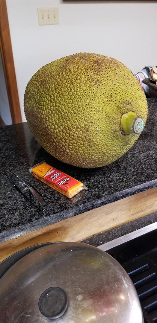 Look what the wife dragged in. This grow on a very large tree