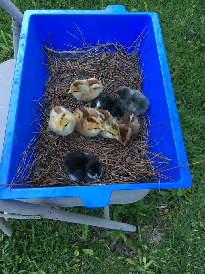 Happy Mothers Day!!! Chicks hatched!!!