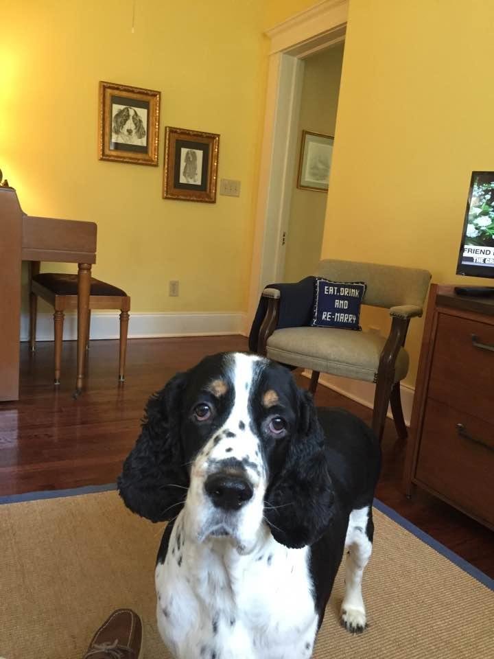 5 years ago today, sweet George came home with me to become part of my family and my best buddy! Lucky me!