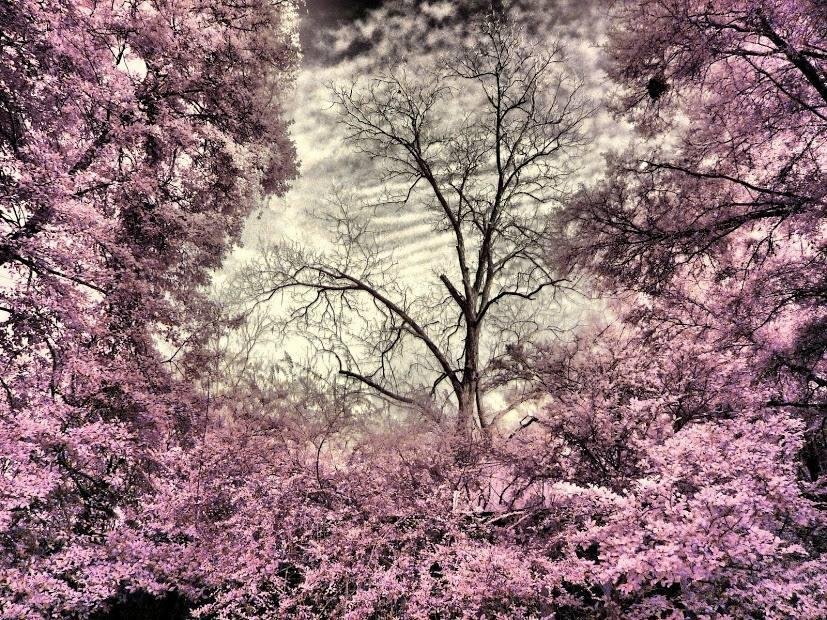 Three more weeks of winter, then the awakening begins at least here in Florida,  maybe????