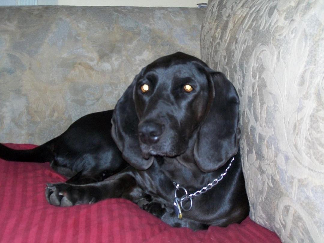 Today is Parkers birthday!! He is 6 years old and quite the clown. He is an SPCA dog and the best dog ever!!