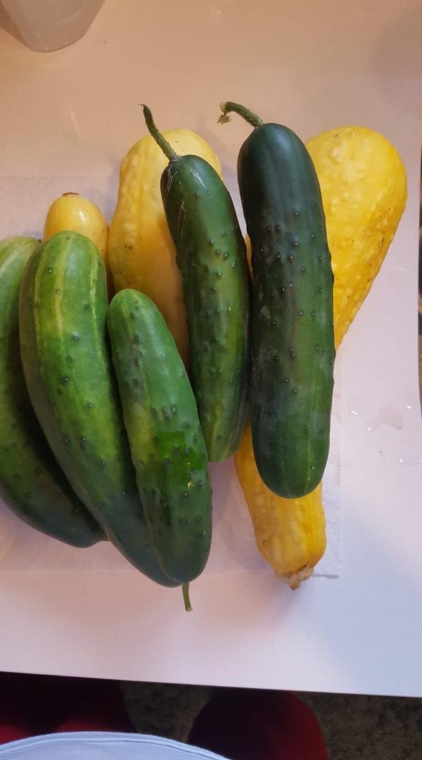 The first harvest.