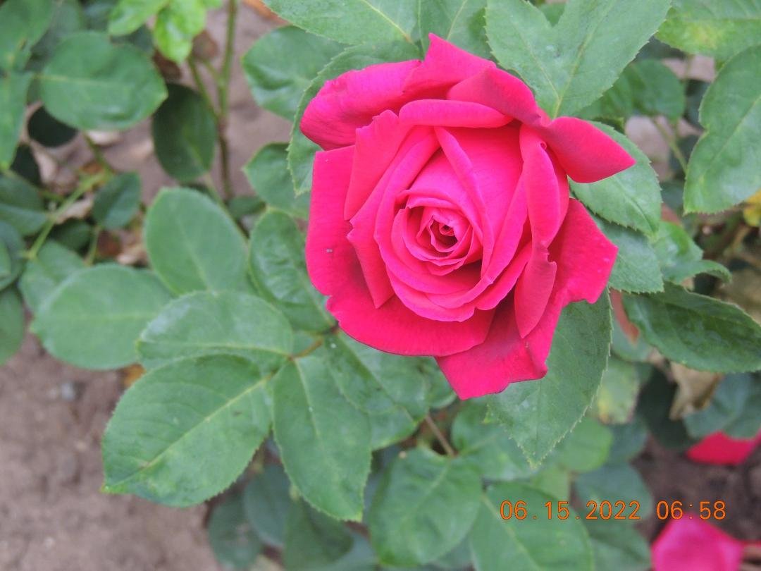 From our garden this morning.