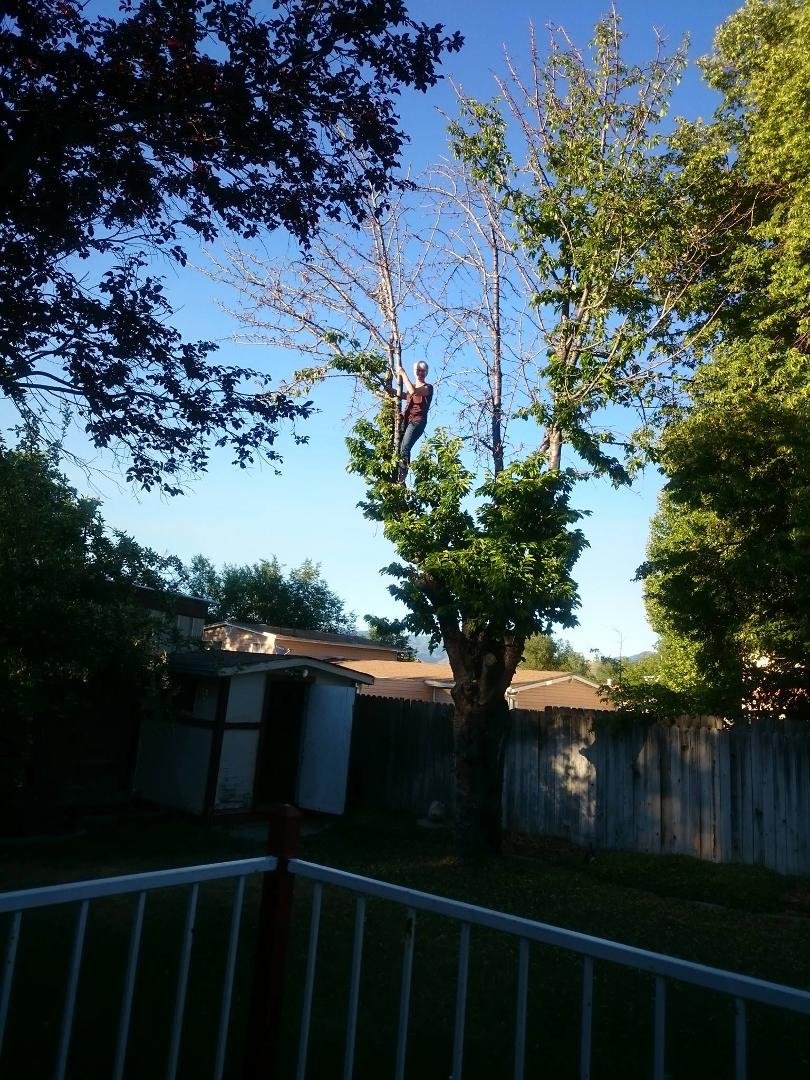 I got a cowburn in my tree. (Kathy)