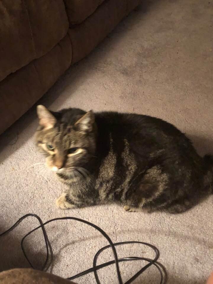 RIP to my best buddy for the last 20 years. I’ll miss you NIPPER
