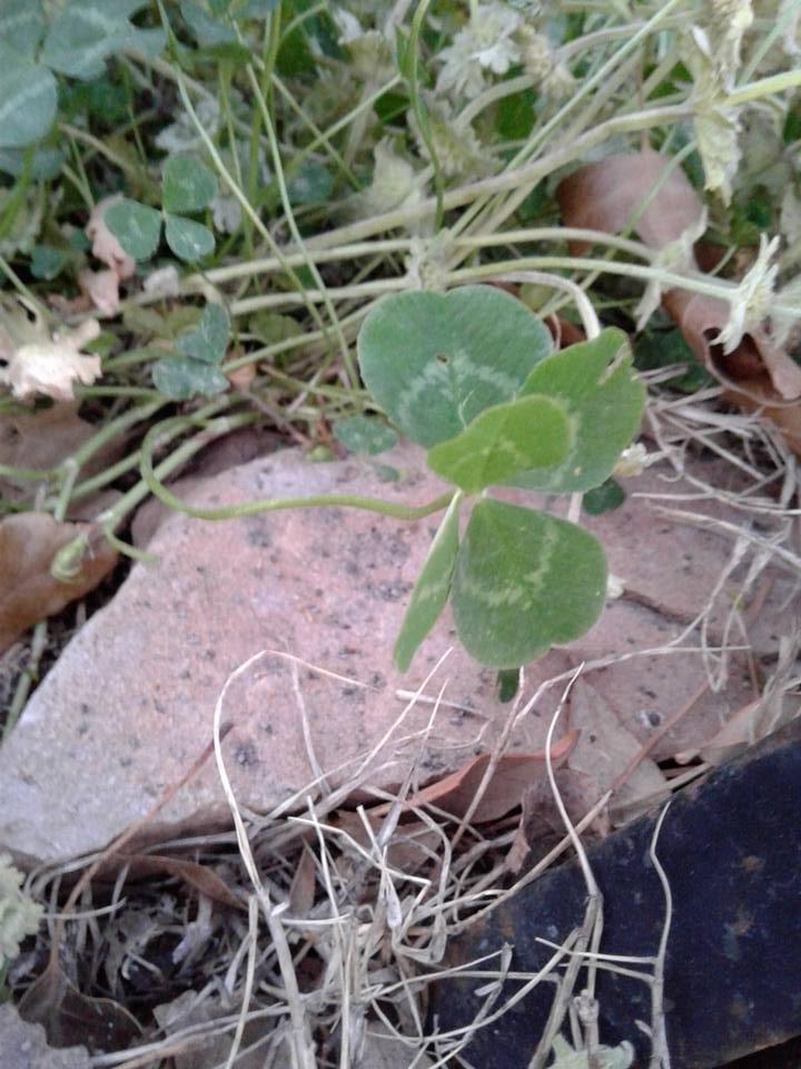 GINGER STOVER's album, Mobile uploads