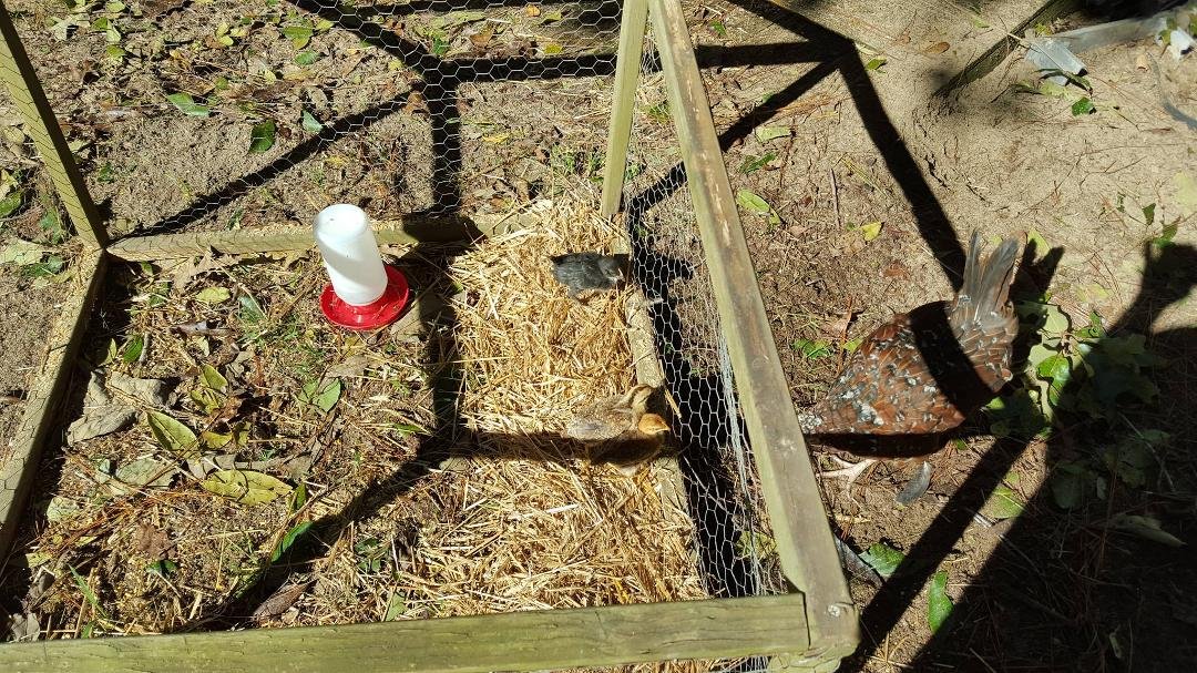 Mamma and baby chickens out enjoying some sun.