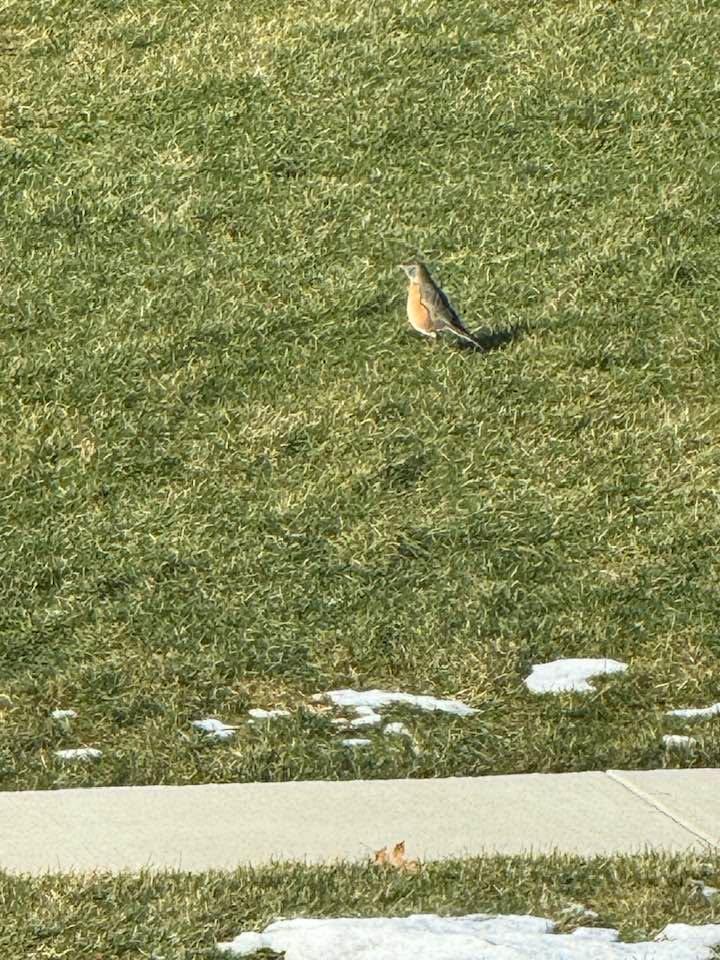 Well,,,there’s a robin! Now we just wait to see what the groundhog has to say tomorrow! Maybe it won’t be long till we get some warmer weather!!
