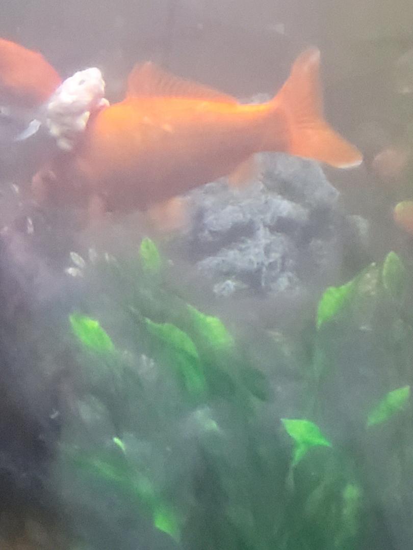 I taught this fish everything I know. His brain got so big it had to have someplace else to go.