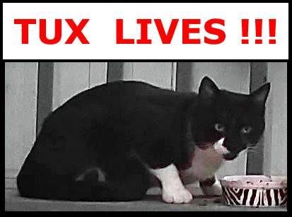 I'd pretty much given up, but I decided to give it a couple more days. So, as usual, after I dropped Bella and her friends at school, I went home, sat in front of Tux's door to the space under my trailer, and started readi