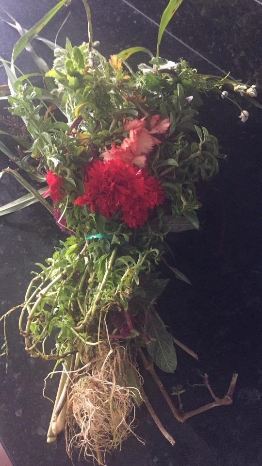 As part of the produce delivery I received this delightful surprise--no, it's not a bouquet of flowers, it's a mixture of 18 flowers and herbs needed to brew horchata an Ecuadoran tea.