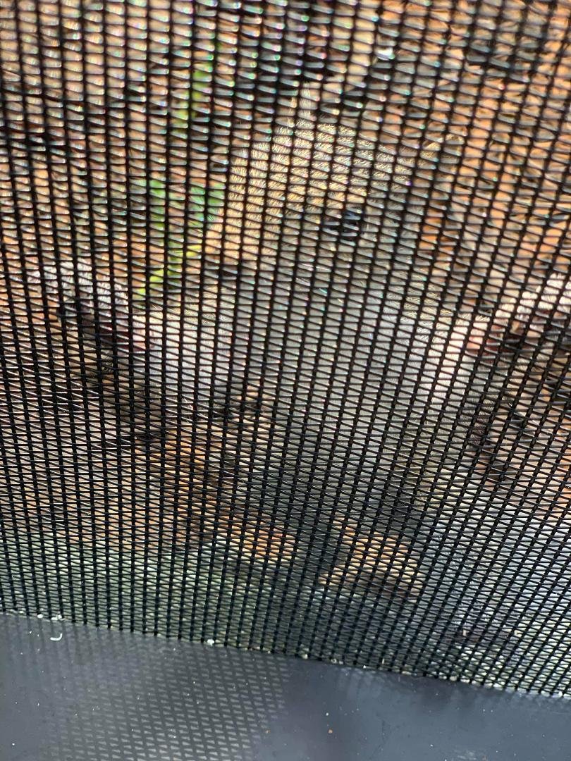 Curious baby squirrel visiting us this afternoon.  Stay safe little one.  There is a storm brewing!