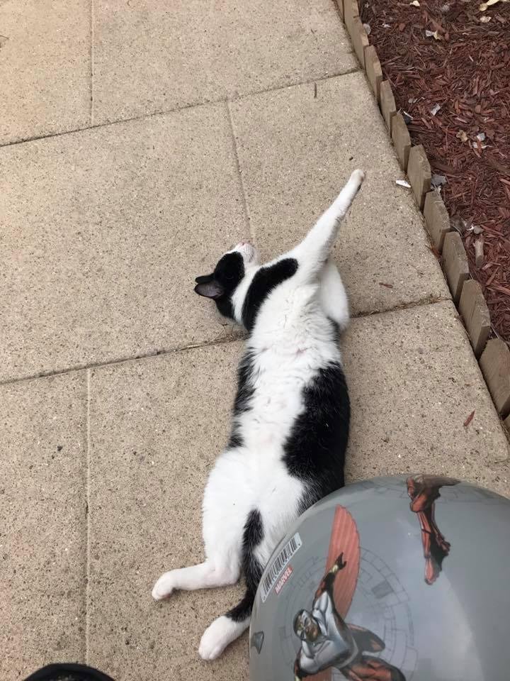 She's asleep. This cat is so weird.