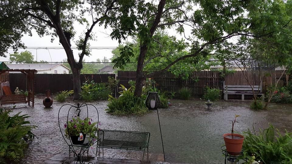My back yard!