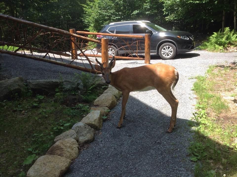 Our beautiful friend is back again today