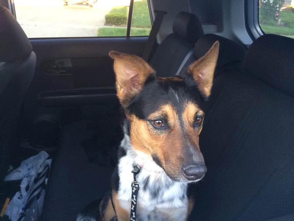 Lost dog! Found Juniper and Cleary area!!