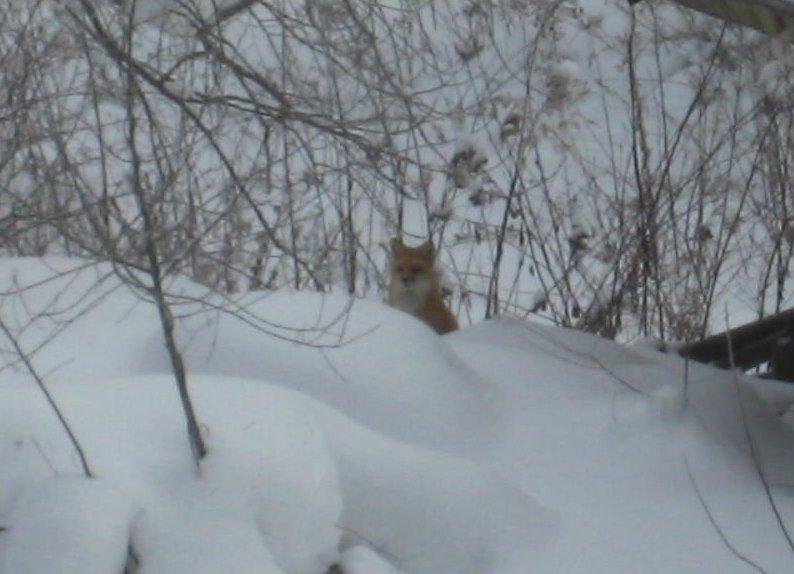 This is the same fox winter of 2009.