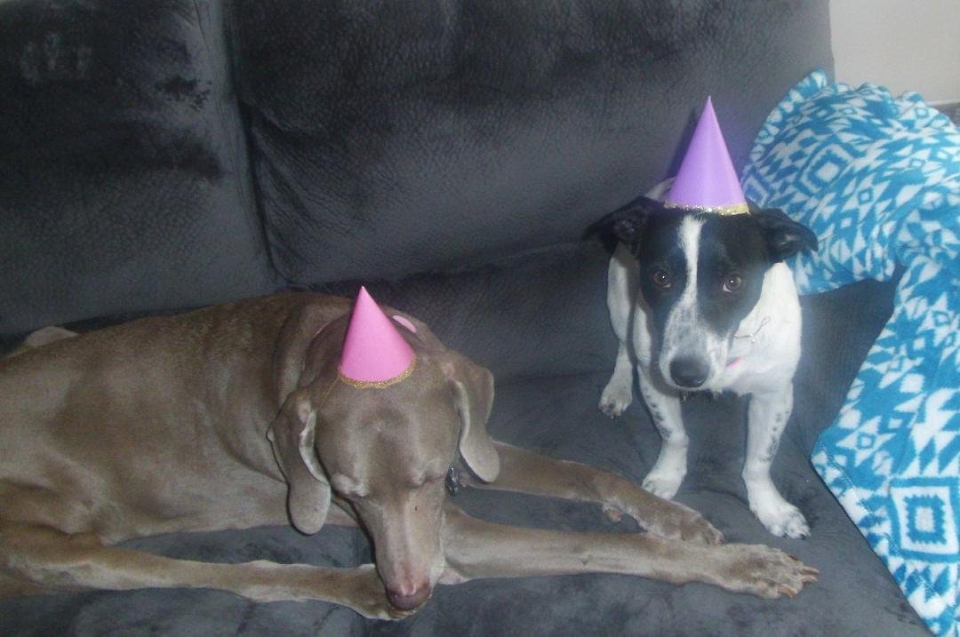 Birthdays for Sara 13 years old and Shy is 2 years old love them.
Terri