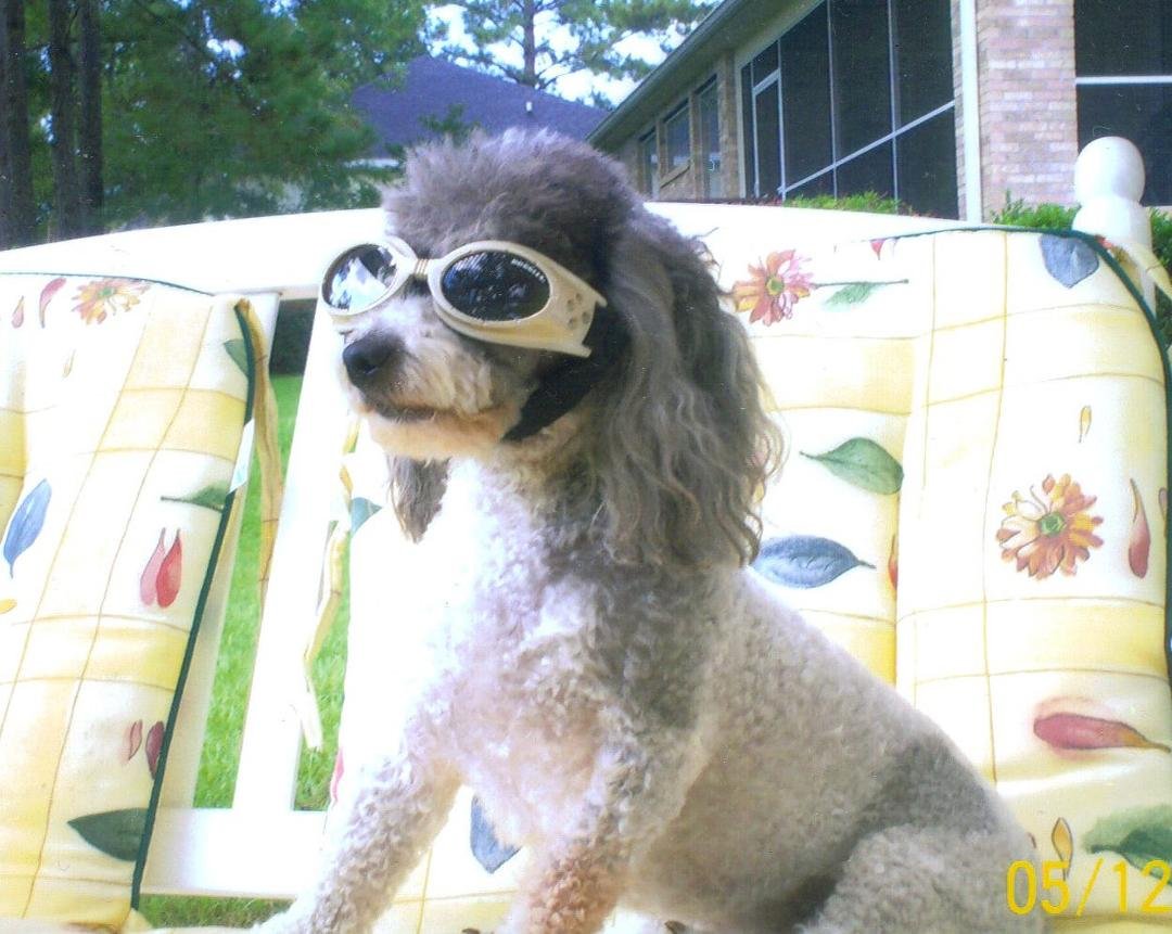 Rambo and his doggles. He wears these when he goes for a ride and puts his head out of the window.