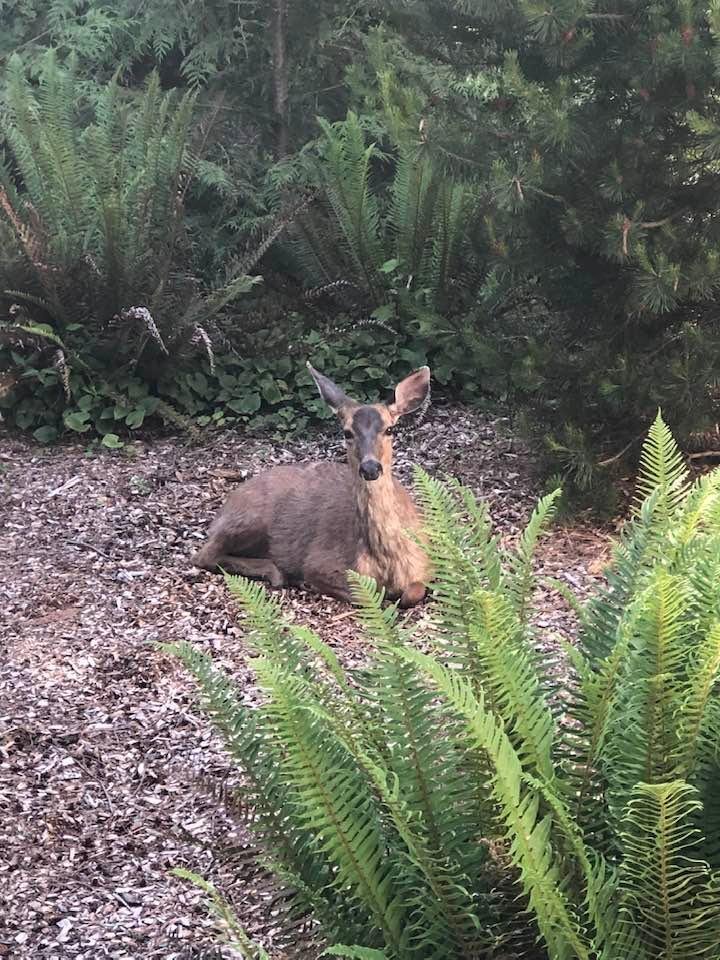 Now they’re some ears