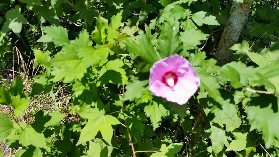 Tony Sweany's album, Mobile Uploads