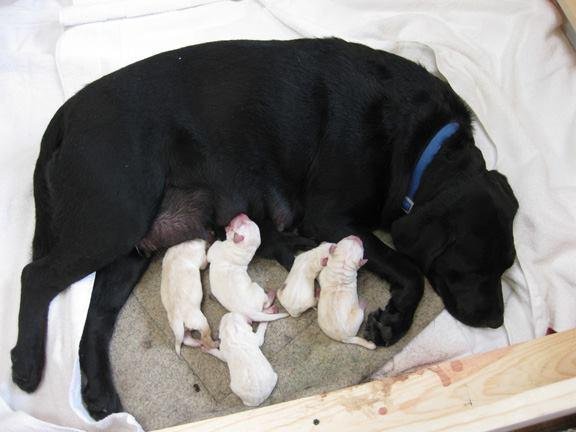 "✿*´`•.¸¸.♥ ☆ ♪ ♫ ♪
♥ - HaPpY BirTHdAy•.¸.☆*✿*
*✿*´`•.¸¸.☆*✿*´`•*´¯`•.¸¸.☆"
Ebbie's first litter of puppies are 6 years old today!!!~