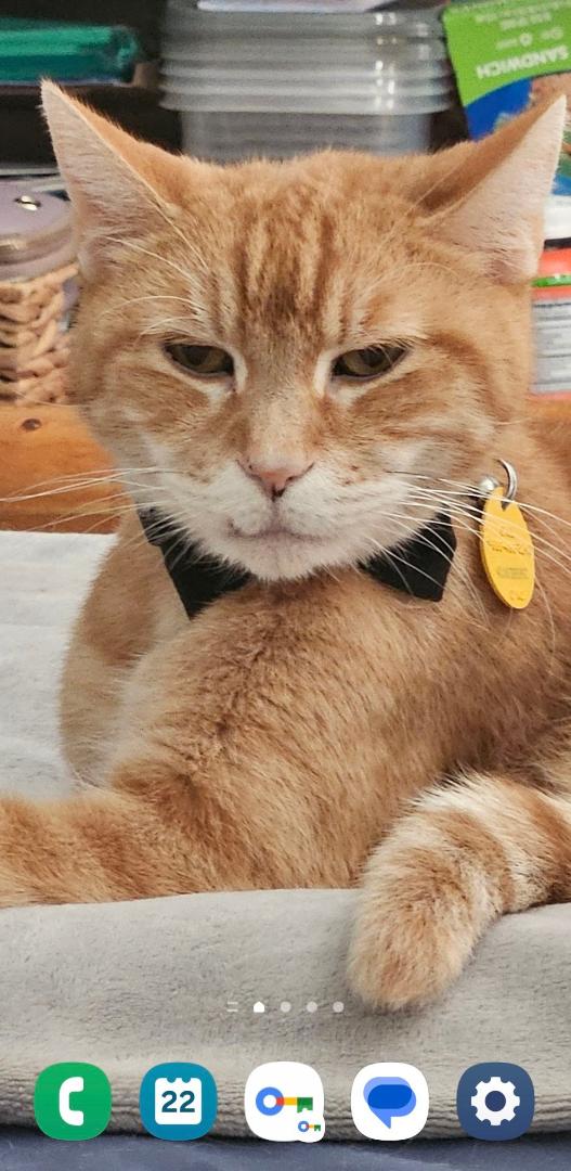 National Cat day today! Love my old man,we been together thru thick n thin.