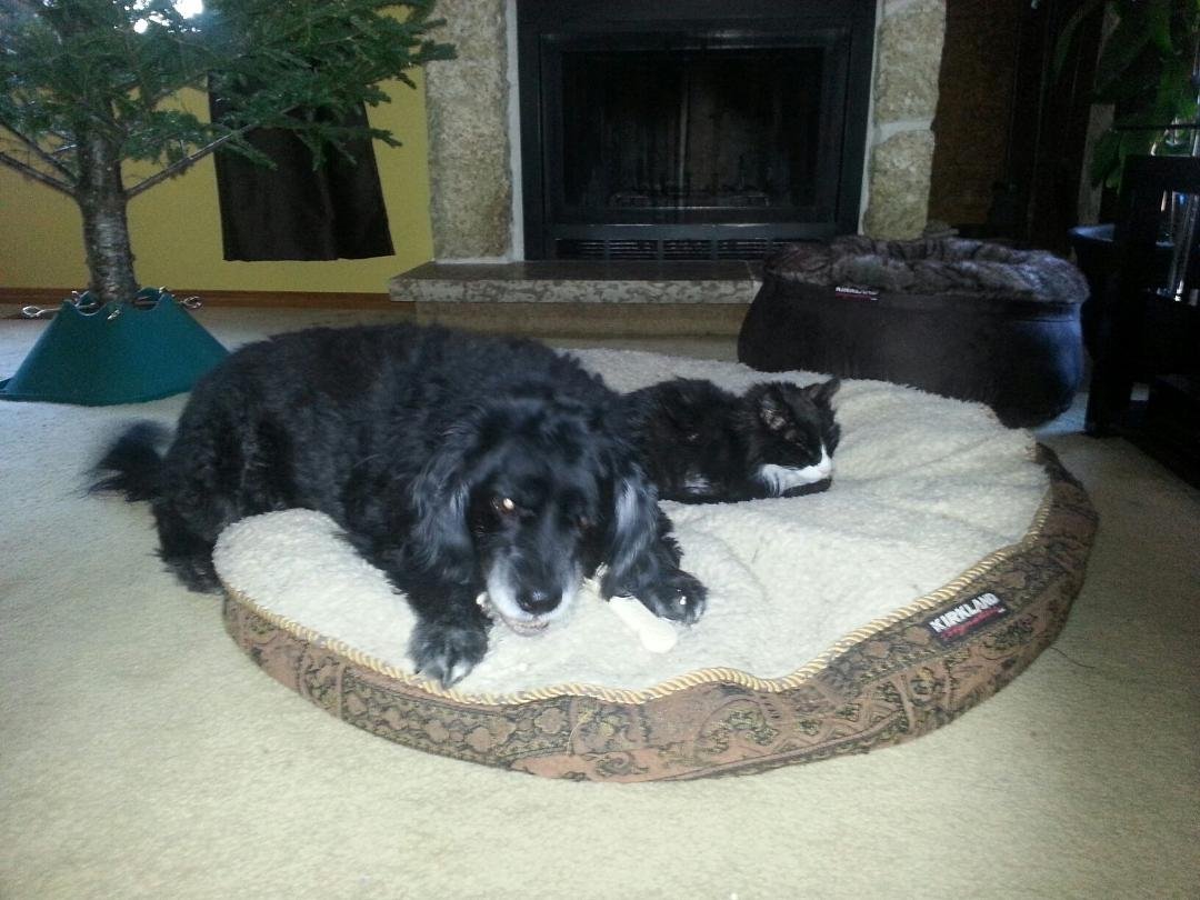 You know those cats think they can just sleep anywhere.
NOTICE the nice cat bed in the background .....guess it's too nice If is was a plastic bag or cardboard box then no problem. So Spike is sharing the Dogs pillow and i