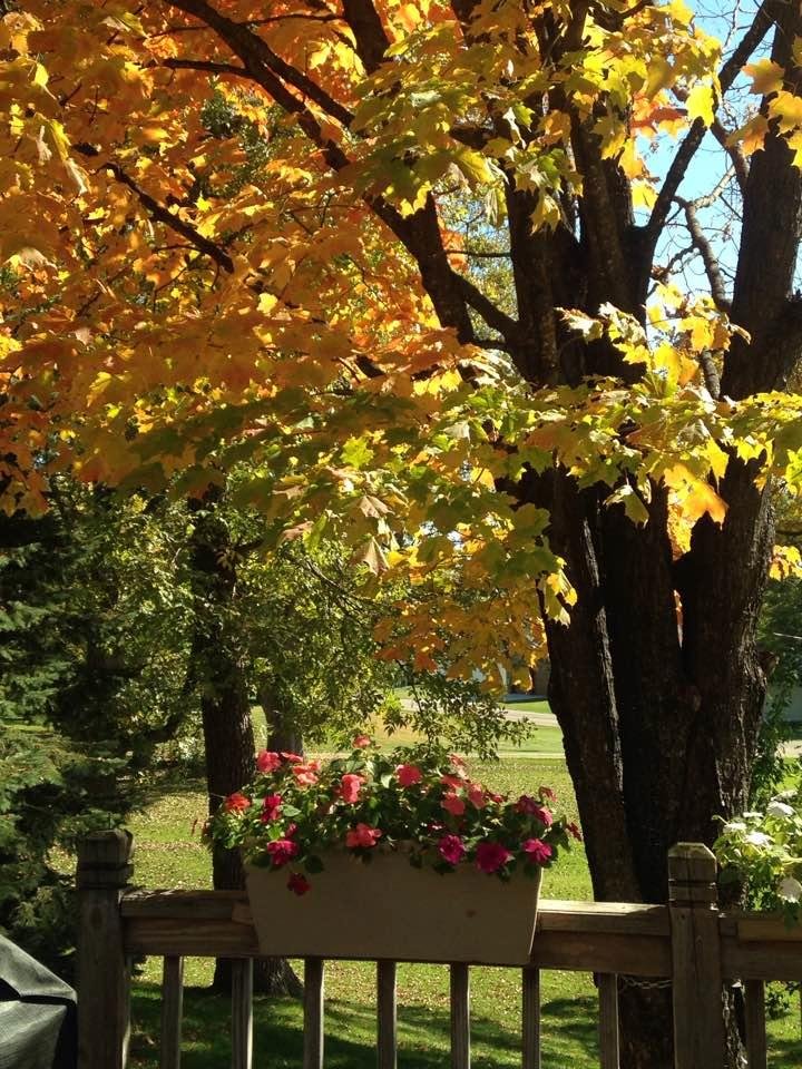 What a beautiful Fall day with my summer flowers still blooming and colorful leaves falling. Wishing my FB family and friends a beautiful day as well😊