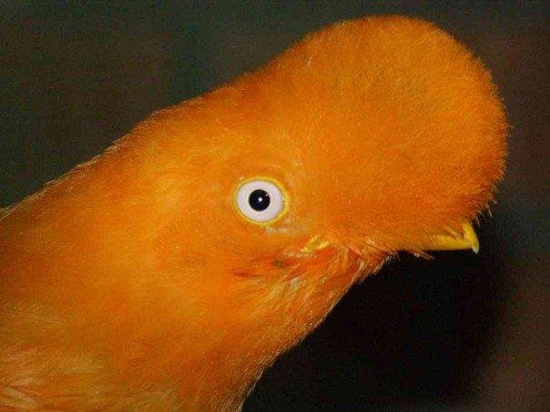 Cock of the Rock