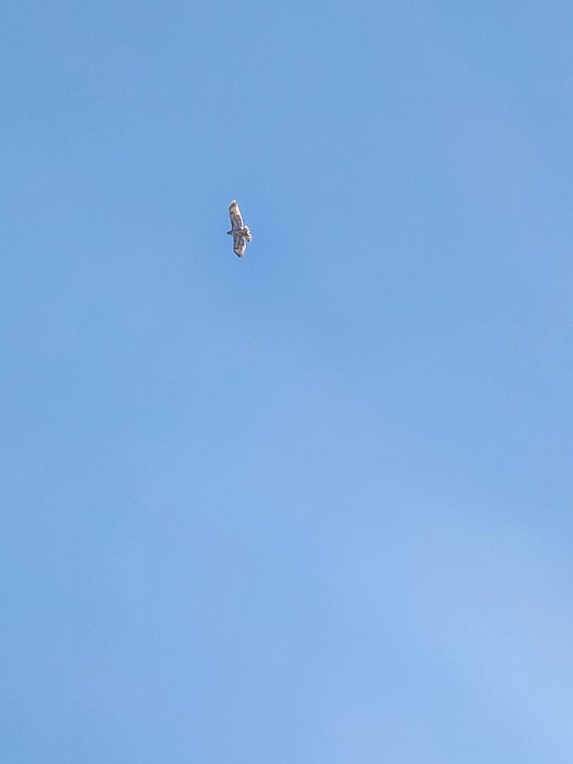 Chi better stay inside with this dude circling.