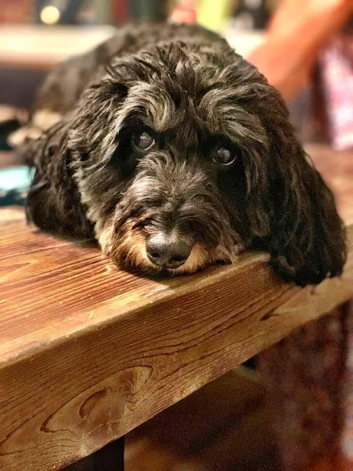 What do you mean: “you can’t trust a small DoxiPoo?”
