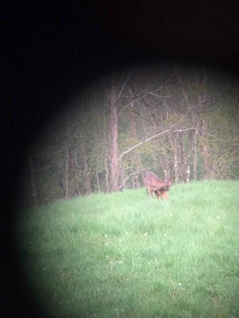 Mother deer and her fawn in our field.