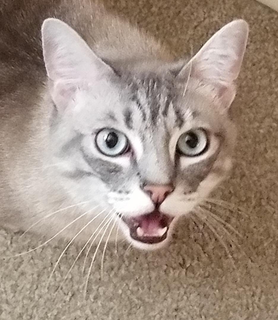 Riley wishes everyone a Happy Friday. (actually that's his "I'm hungry" look) Stay safe, everyone.