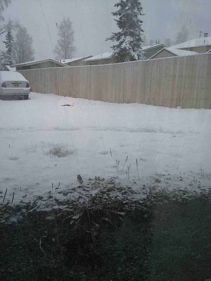 It's been snowing all morning. I guess Winter here.