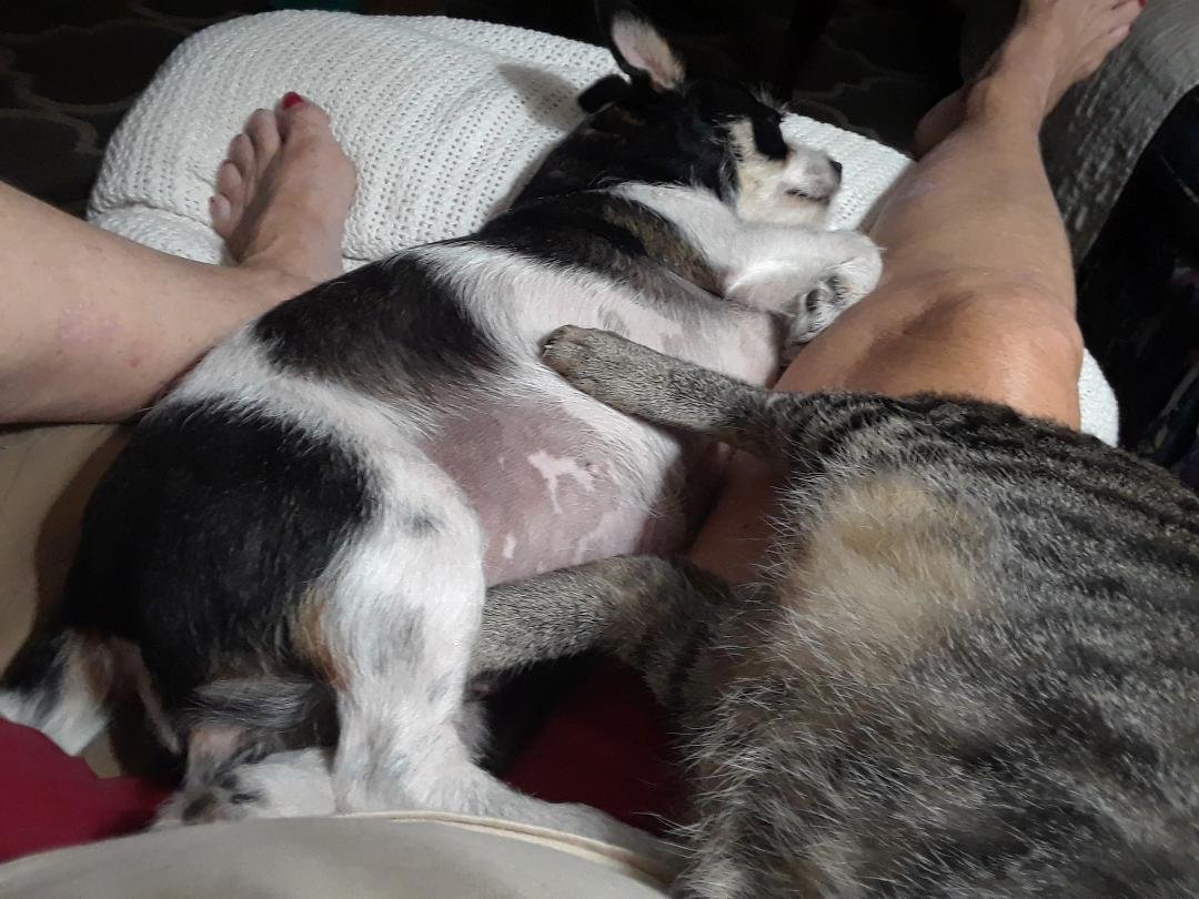 Happy Dog Day from Minx.