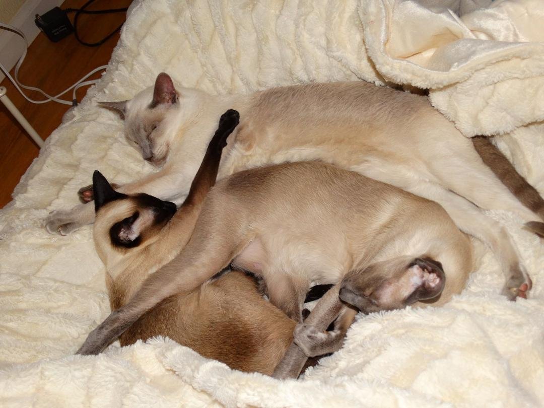 Nap Time For The Kitties