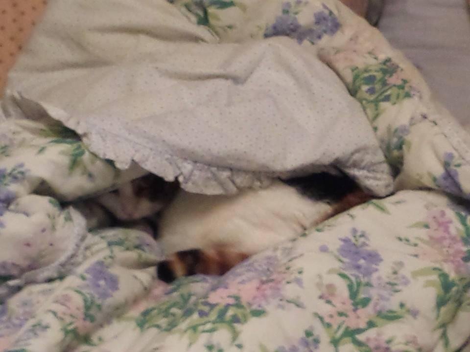 Ginger under the covers!