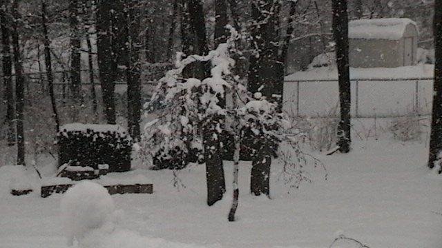 Snow covered trees Feb 27, 2010