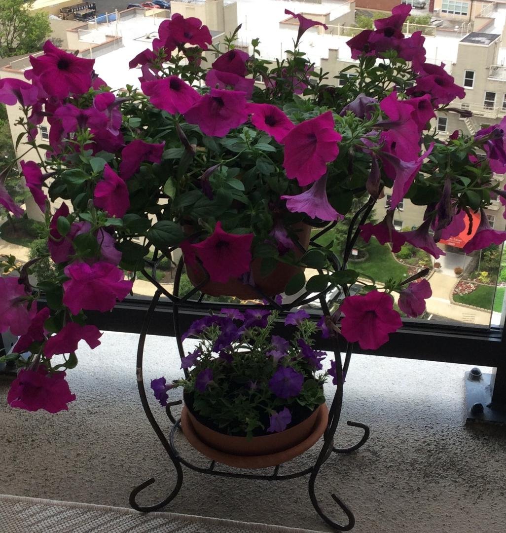 My first attempt at gardening.i go out on my terrace and just stare at my beautiful petunias!Life is good!