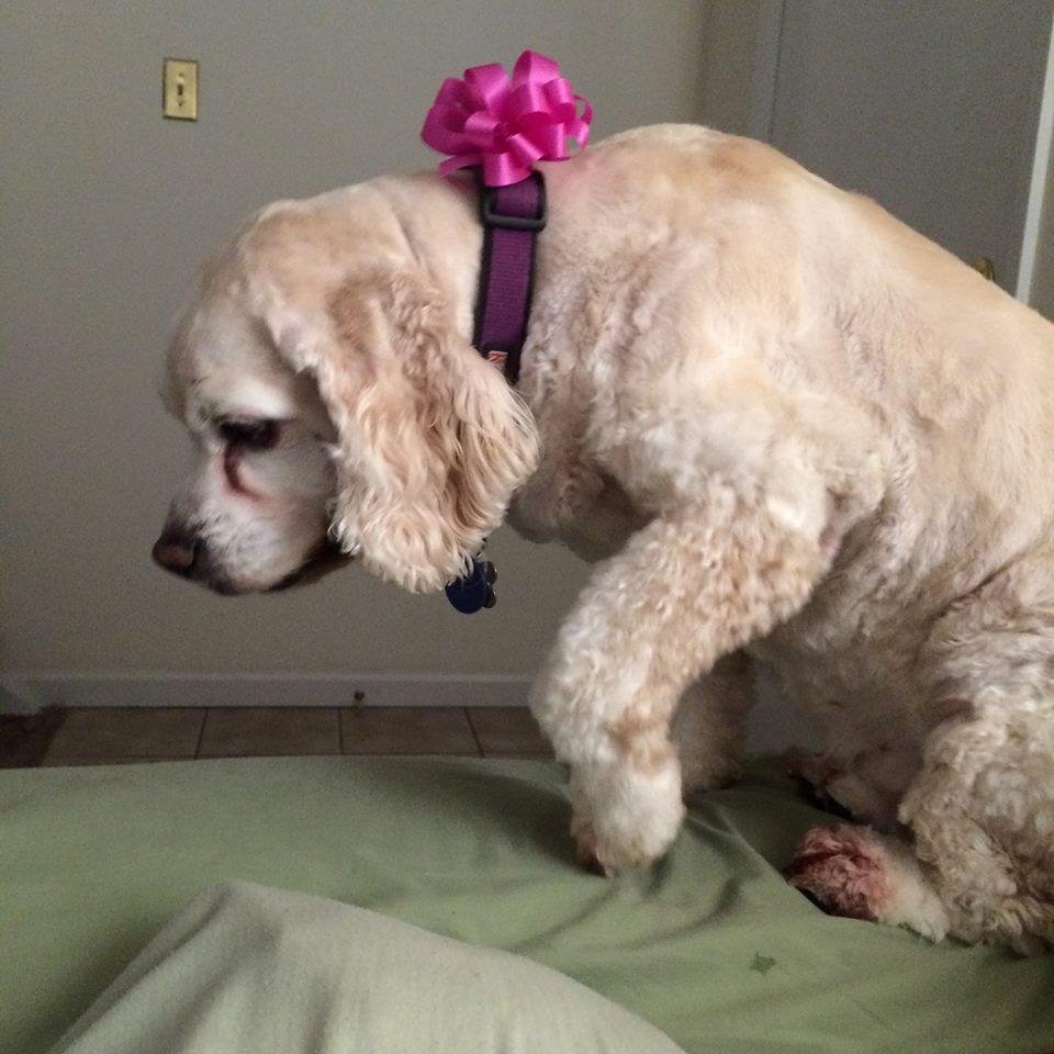 Lexie doesn't like her photo taken. I even waited until after she came back from the groomer. Happy National Dog Day!