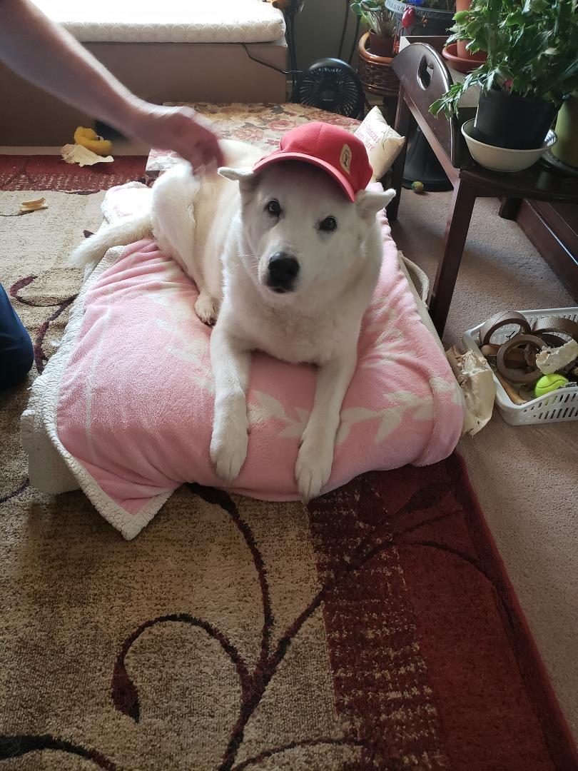 My Shanti who took my Heart when she had to go.